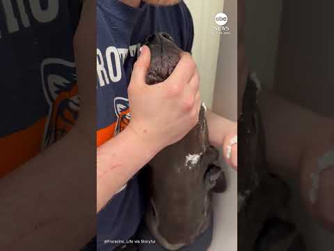 Read more about the article Dog owners test out new medicine hack