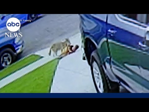 You are currently viewing 4-year-old attacked by coyote in driveway