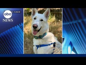 Read more about the article A pup’s new home after surviving the Eaton fire