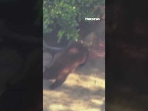 Read more about the article UNBEARABLE VISITOR: Black bears caught on cam wandering through Los Angeles