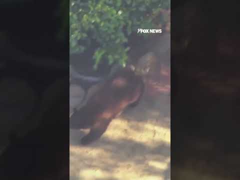 Read more about the article UNBEARABLE VISITOR: Black bears caught on cam wandering through Los Angeles