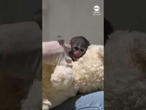 Read more about the article Baby monkey cuddles teddy after being rejected by mother