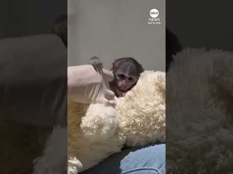 You are currently viewing Baby monkey cuddles teddy after being rejected by mother