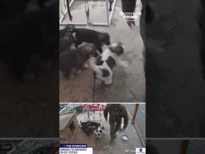Read more about the article The puppy cam at Denali National Park is giving us a first look at the newest sled dog litter
