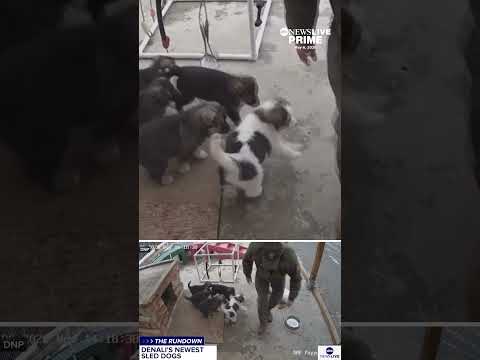 You are currently viewing The puppy cam at Denali National Park is giving us a first look at the newest sled dog litter
