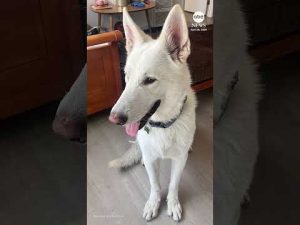 Read more about the article Last dog sheltered because of Eaton Fire finally adopted