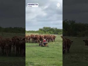 Read more about the article Texas toddler helps herd cattle in little toy truck