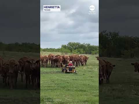 Read more about the article Texas toddler helps herd cattle in little toy truck