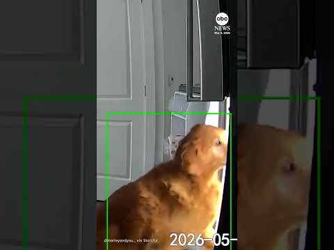 Read more about the article Golden retriever helps himself to snacks from fridge