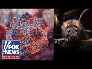 Read more about the article ‘THIS IS NOT COVID’: True risk of hantavirus explained