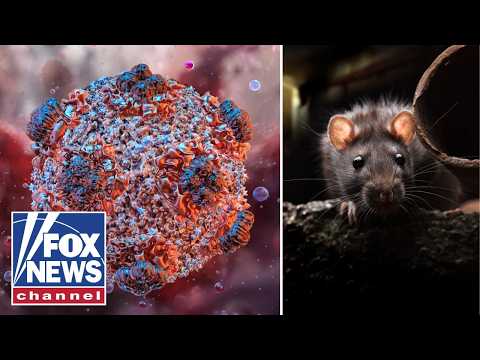 Read more about the article ‘THIS IS NOT COVID’: True risk of hantavirus explained