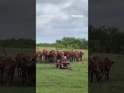 Read more about the article MOO-VING FAST: A toddler leads nearly two dozen cows across a ranch
