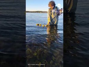 Read more about the article Baby geese cling to fisherman