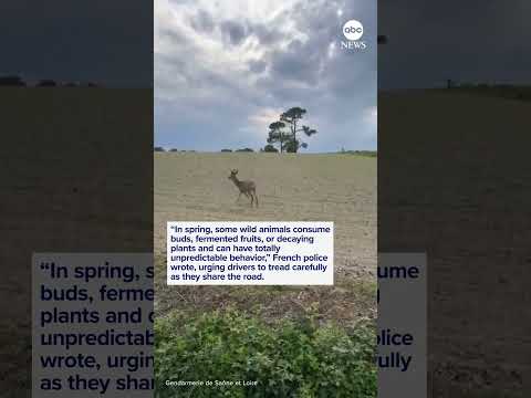 Read more about the article French police warn drivers to be on the lookout for ‘drunk’ deer