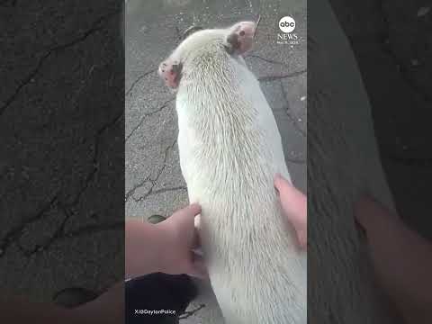 You are currently viewing Ohio police officers reunite missing pig Hamlet with his owner