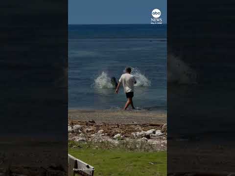 You are currently viewing Tourist charged with harassing endangered Hawaiian monk seal