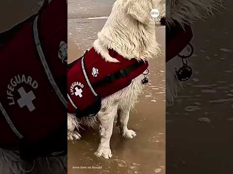 You are currently viewing POV: A golden retriever named Astro is saving you from drowning