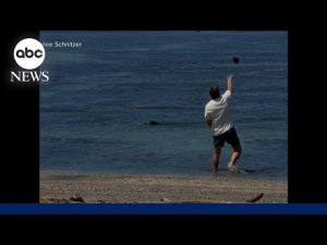 Read more about the article Tourist arrested after throwing rock at endangered Hawaiian Monk Seal