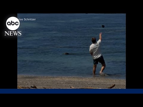 You are currently viewing Tourist arrested after throwing rock at endangered Hawaiian Monk Seal