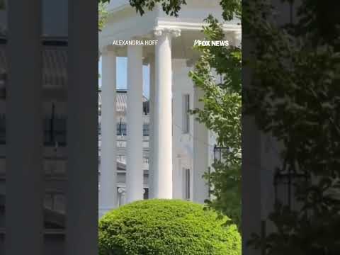 Read more about the article Bees SWARM White House press area #foxnews #news #us #fox