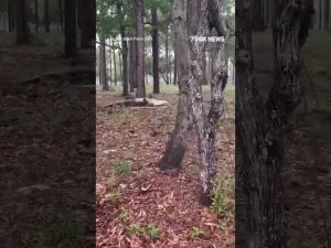Read more about the article Police capture MASSIVE alligator near residential neighborhood #foxnews #news #shorts #animals