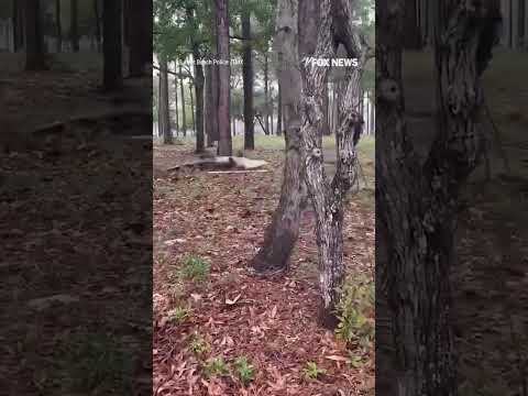 Read more about the article Police capture MASSIVE alligator near residential neighborhood #foxnews #news #shorts #animals