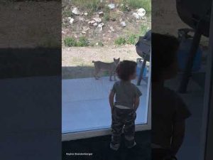 Read more about the article California toddler comes face-to-face with bobcat
