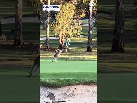 You are currently viewing Kangaroo appears to box flagstick on golf course