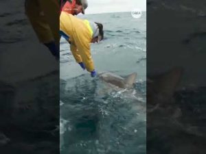 Read more about the article ‘AMBER Alert for shark attacks’ bill passes House
