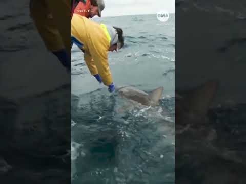 Read more about the article ‘AMBER Alert for shark attacks’ bill passes House