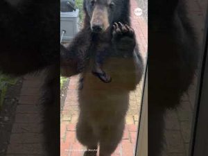 Read more about the article Bear cubs wrestle outside North Carolina home