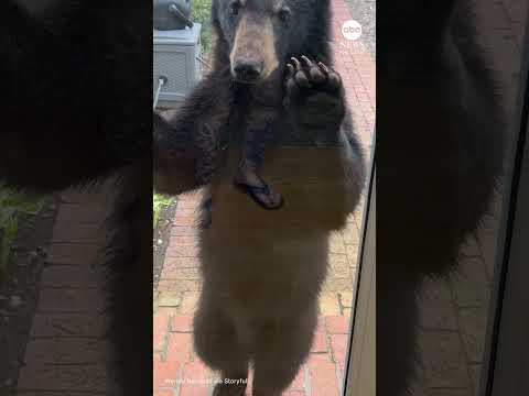 Read more about the article Bear cubs wrestle outside North Carolina home