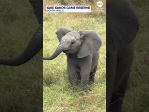 Read more about the article Ferocious baby elephant charges at safari tourists