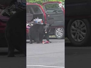 Read more about the article Bear caught ransacking vehicle in Tennessee