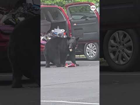 You are currently viewing Bear caught ransacking vehicle in Tennessee