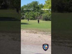Read more about the article Escaped kangaroo leads Texas police on wild neighborhood chase
