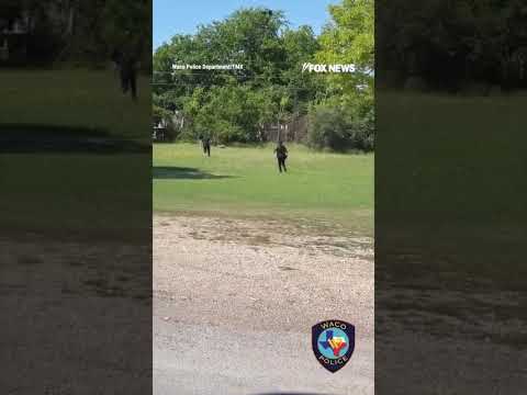 Read more about the article Escaped kangaroo leads Texas police on wild neighborhood chase