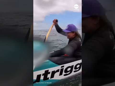 Read more about the article Sea lion jumps onto canoe during race off California coast