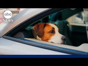 Read more about the article Dog sets off gun injuring woman in the arm