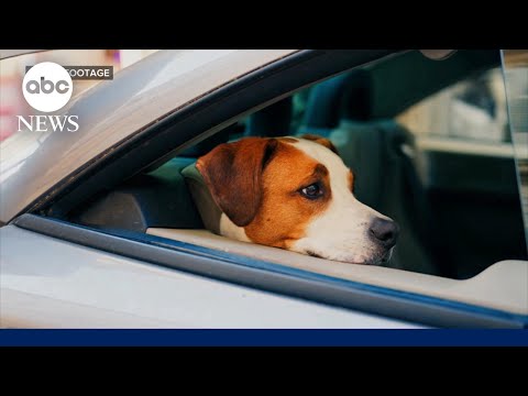You are currently viewing Dog sets off gun injuring woman in the arm