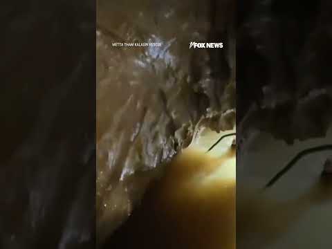 Read more about the article WATCH: Rescuers break down in tears after saving people trapped inside flooded cave  #fox #media #
