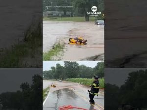 Read more about the article Baby deer rescued from flood waters in Indiana