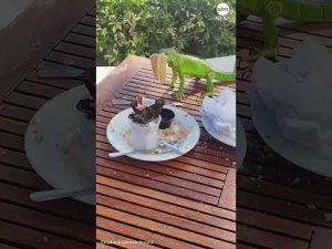 Read more about the article Sneaky iguana steals waffle from hotel guests
