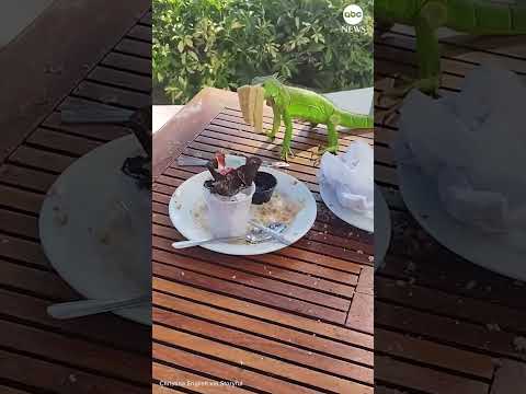 Read more about the article Sneaky iguana steals waffle from hotel guests