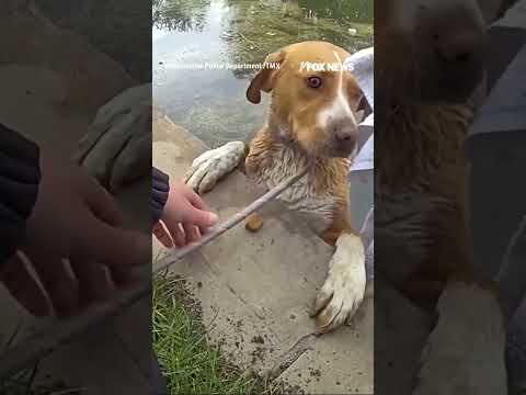 Read more about the article A dog in trouble was rescued from a pond at a Colorado golf course #shorts #dog #rescue #usa #us