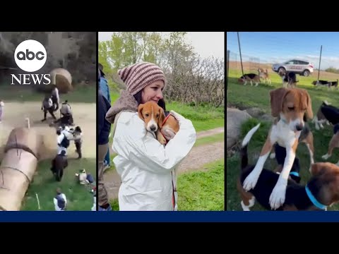 You are currently viewing Inside the decade-long fight to free thousands of dogs from testing site
