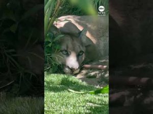 Read more about the article Mountain lion lounges in residential yard