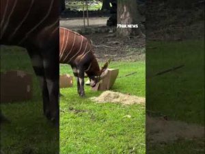Read more about the article Hogs get birthday cake (sort of) too at the Memphis Zoo #shorts #fox #news #foxnews #us