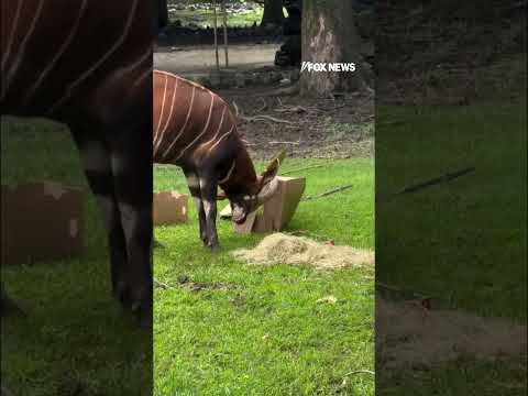 Read more about the article Hogs get birthday cake (sort of) too at the Memphis Zoo #shorts #fox #news #foxnews #us