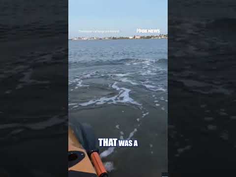 You are currently viewing WATCH: MASSIVE bull shark ROCKS kayaker #shorts #viral #ocean